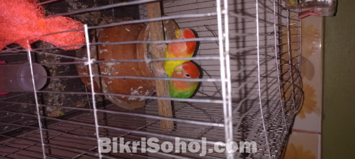 এক জোড়া রানিং লাভবার্ডস কম দামে